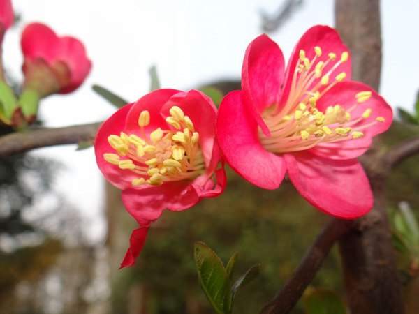 紅梅的花語(yǔ)是什么?