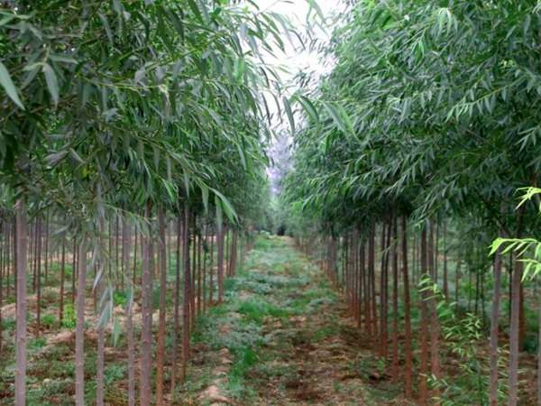 竹柳樹(shù)圖片竹柳樹(shù)基地實(shí)拍 竹柳樹(shù)圖片竹柳樹(shù)基地實(shí)拍