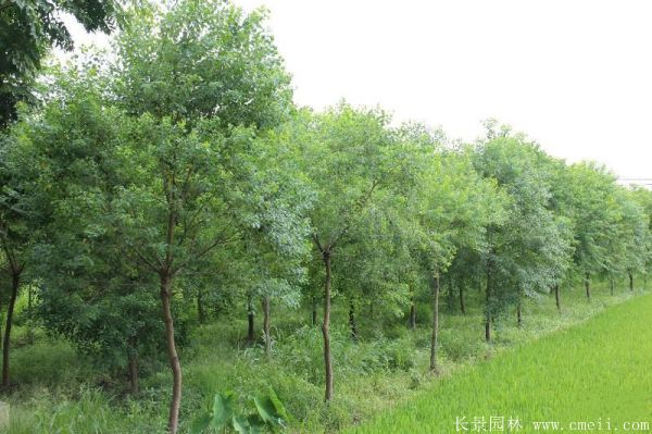 紅葉烏桕圖片紅葉烏桕基地實(shí)拍 紅葉烏桕圖片紅葉烏桕基地實(shí)拍