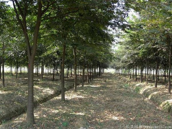 櫸樹(shù)圖片櫸樹(shù)基地實(shí)拍 櫸樹(shù)圖片櫸樹(shù)基地實(shí)拍