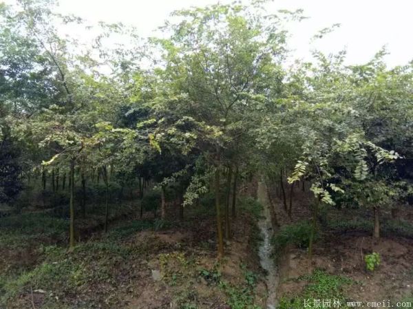 櫸樹(shù)圖片櫸樹(shù)基地實(shí)拍 櫸樹(shù)圖片櫸樹(shù)基地實(shí)拍