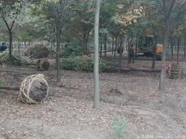 櫸樹(shù)圖片櫸樹(shù)基地實(shí)拍 櫸樹(shù)圖片櫸樹(shù)基地實(shí)拍