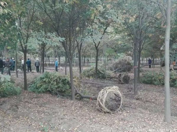 櫸樹(shù)圖片櫸樹(shù)基地實(shí)拍 櫸樹(shù)圖片櫸樹(shù)基地實(shí)拍