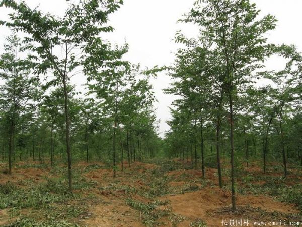 櫸樹(shù)圖片櫸樹(shù)基地實(shí)拍 櫸樹(shù)圖片櫸樹(shù)基地實(shí)拍