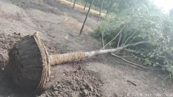 櫸樹(shù)圖片櫸樹(shù)基地實(shí)拍 櫸樹(shù)圖片櫸樹(shù)基地實(shí)拍