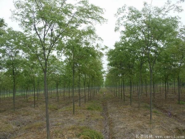 櫸樹(shù)圖片櫸樹(shù)基地實(shí)拍 櫸樹(shù)圖片櫸樹(shù)基地實(shí)拍