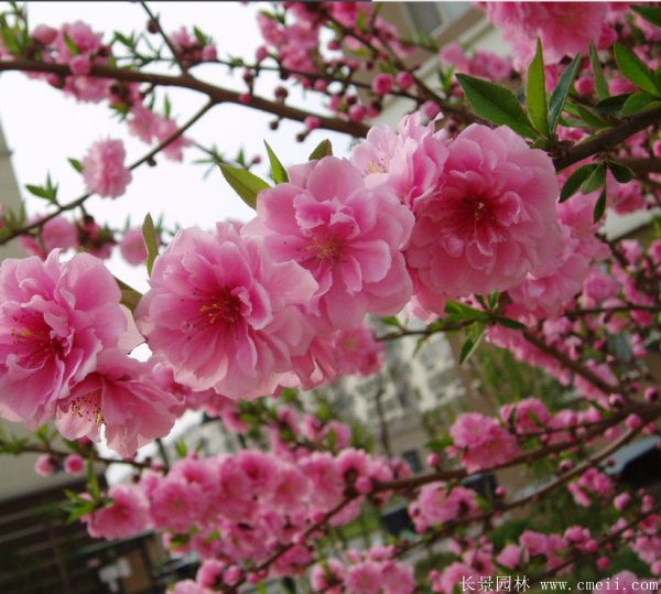 桃樹圖片桃樹基地實拍 桃樹圖片桃樹基地實拍