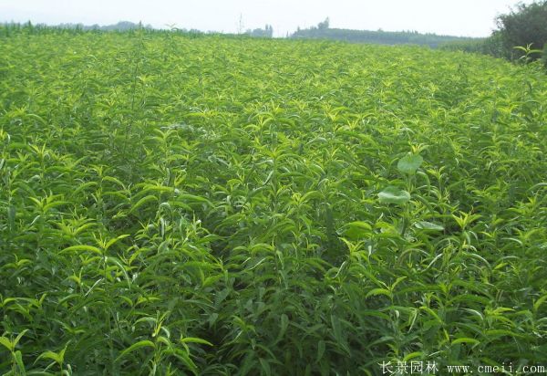 桃樹圖片桃樹基地實拍 桃樹圖片桃樹基地實拍