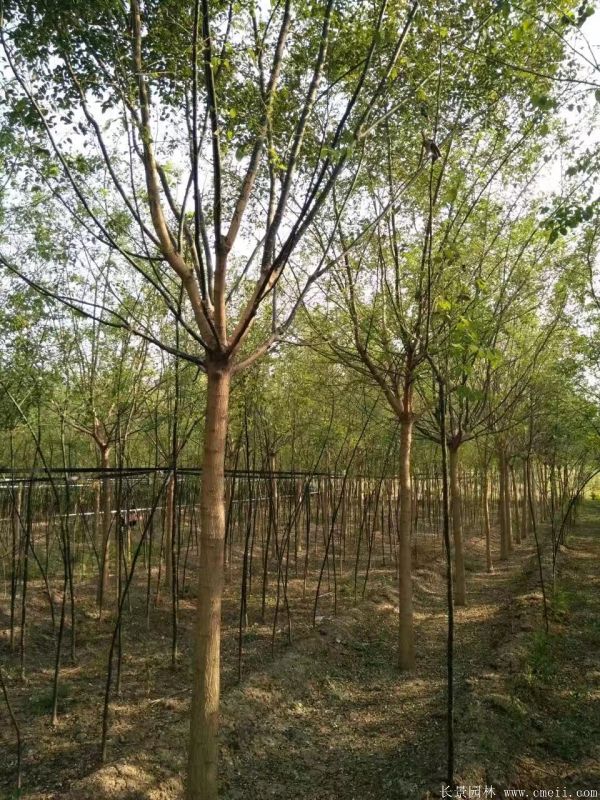 國(guó)槐圖片國(guó)槐基地實(shí)拍 國(guó)槐圖片國(guó)槐基地實(shí)拍