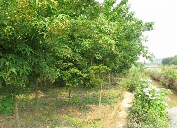 青楓圖片青楓基地實(shí)拍 青楓圖片青楓基地實(shí)拍