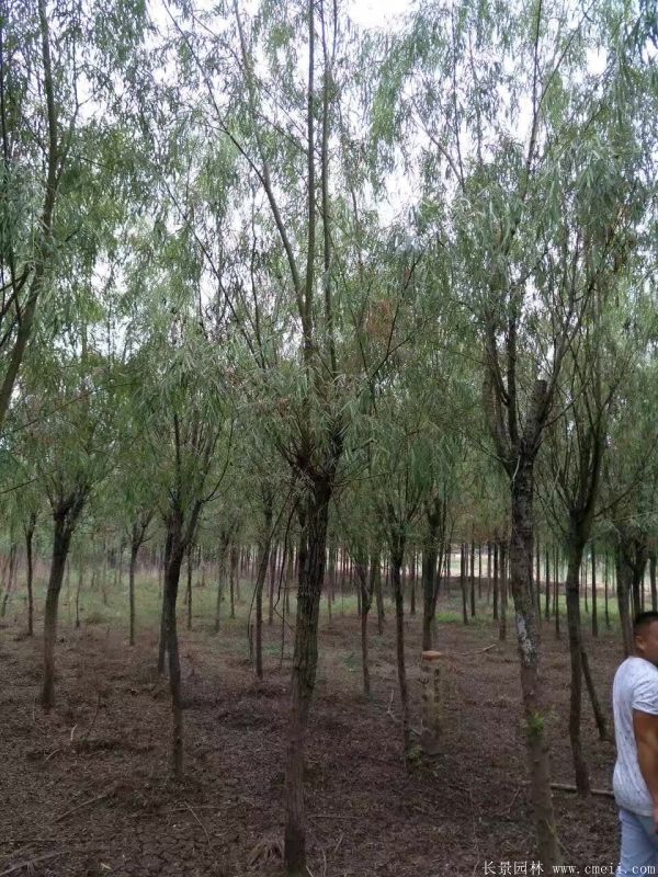 垂柳圖片垂柳基地實(shí)拍 垂柳圖片垂柳基地實(shí)拍