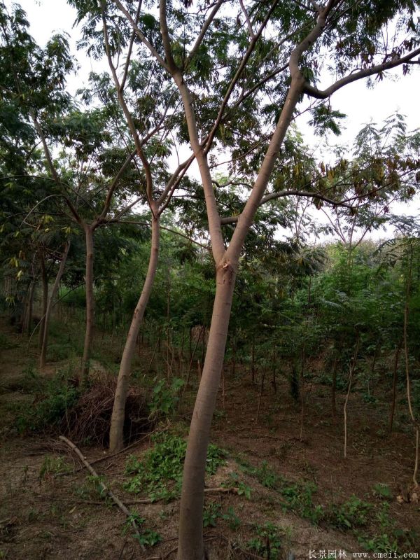 合歡樹(shù)圖片合歡樹(shù)基地實(shí)拍 合歡樹(shù)圖片合歡樹(shù)基地實(shí)拍