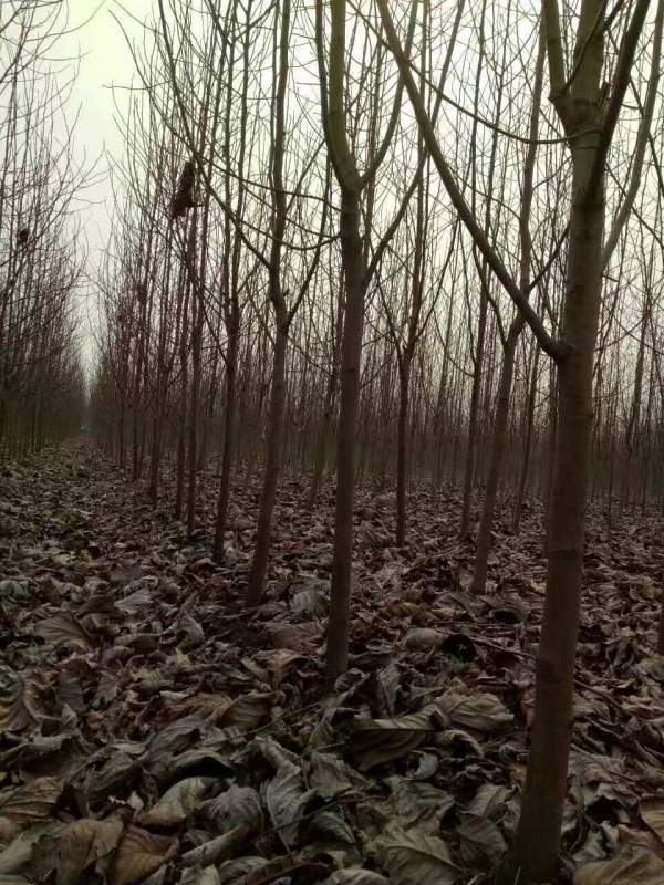 白玉蘭圖片白玉蘭基地實(shí)拍 白玉蘭圖片白玉蘭基地實(shí)拍