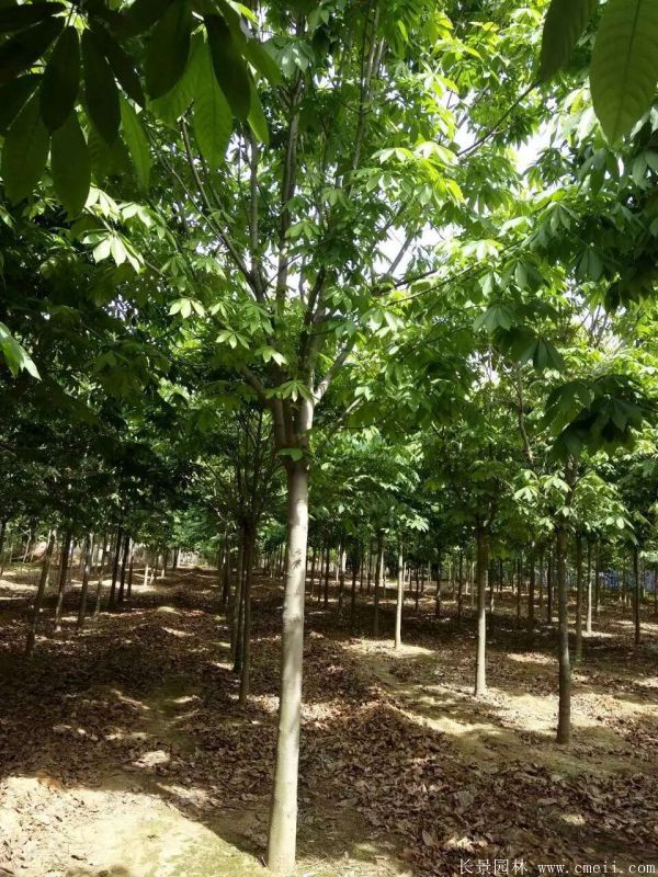 七葉樹(shù)圖片七葉樹(shù)基地實(shí)拍 七葉樹(shù)圖片七葉樹(shù)基地實(shí)拍