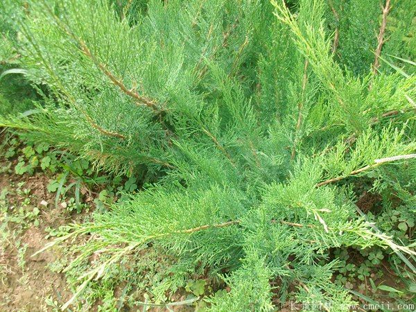 沙地柏圖片沙地柏基地實(shí)拍 沙地柏圖片沙地柏基地實(shí)拍