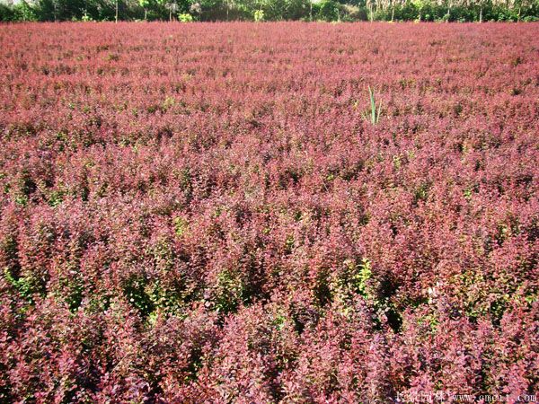 紅葉小檗圖片基地實拍 紅葉小檗圖片基地實拍