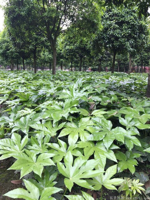 八角金盤圖片基地實拍 八角金盤圖片基地實拍