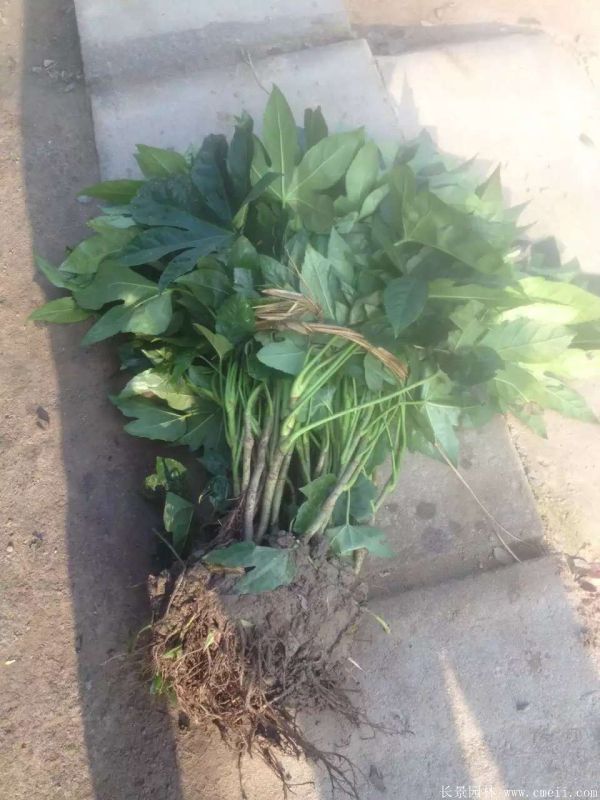 八角金盤圖片基地實拍 八角金盤圖片基地實拍