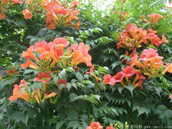 凌霄花圖片基地實拍 凌霄花圖片基地實拍