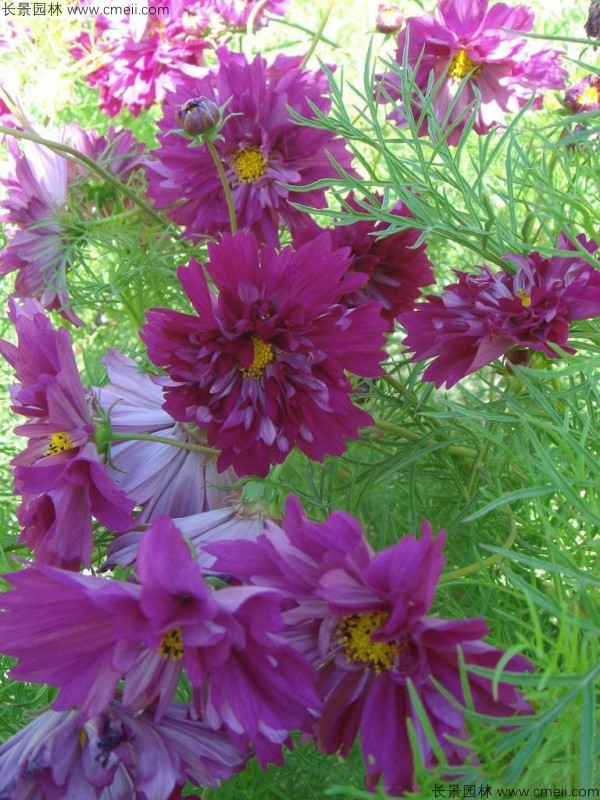 波斯菊種子發(fā)芽出苗開花圖片 波斯菊種子發(fā)芽出苗開花圖片