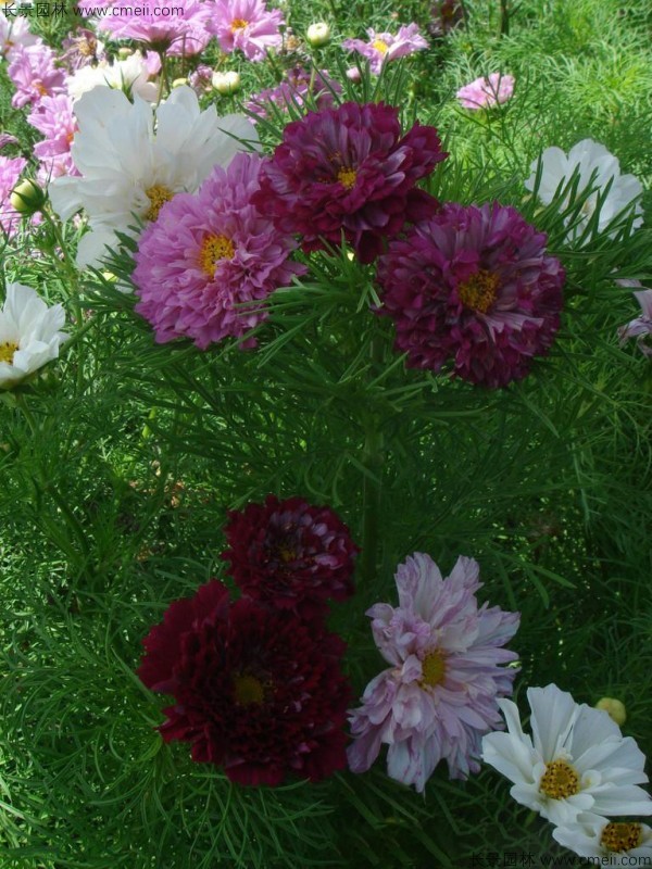 波斯菊種子發(fā)芽出苗開花圖片 波斯菊種子發(fā)芽出苗開花圖片