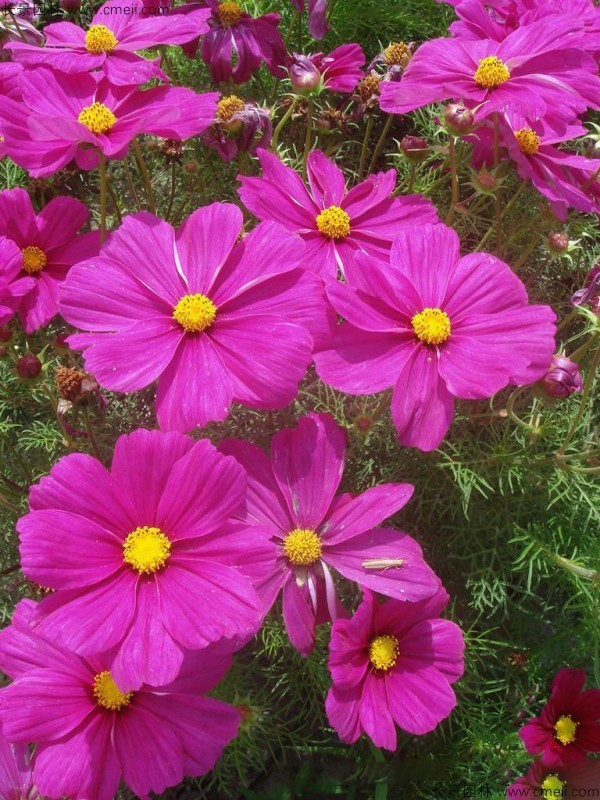 波斯菊種子發(fā)芽出苗開花圖片 波斯菊種子發(fā)芽出苗開花圖片