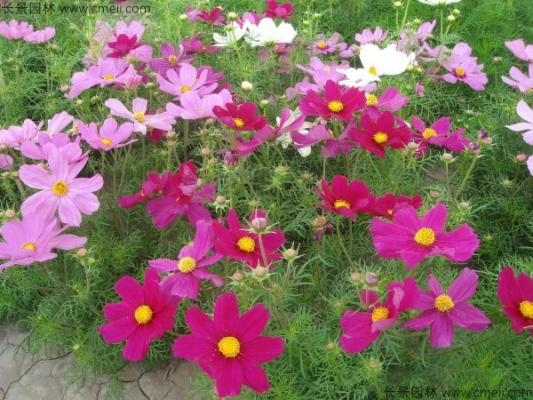 波斯菊種子發(fā)芽出苗開花圖片 波斯菊種子發(fā)芽出苗開花圖片