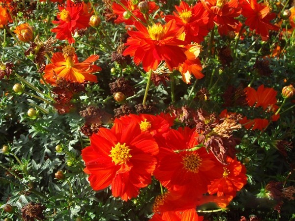 硫華菊種子發(fā)芽出苗圖片 硫華菊種子發(fā)芽出苗圖片