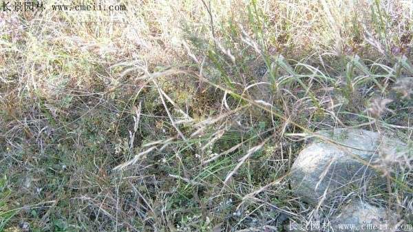 披堿草種子圖片發(fā)芽出苗 披堿草種子圖片發(fā)芽出苗