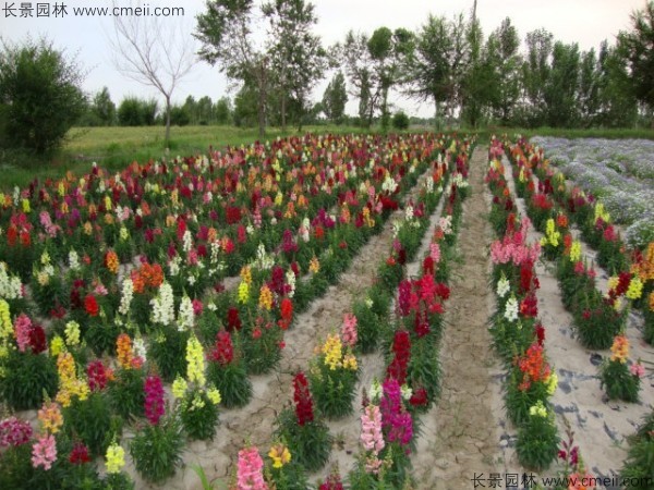 金魚草的花期有多長(zhǎng)時(shí)間 金魚草的花期有多長(zhǎng)時(shí)間