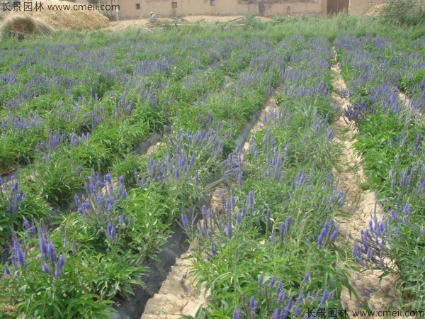 婆婆納種子發(fā)芽出苗開花圖片 婆婆納種子發(fā)芽出苗開花圖片