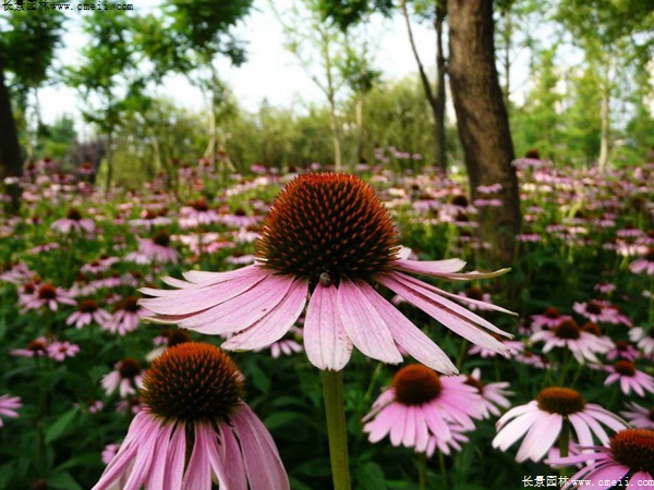 紫松果菊 紫松果菊