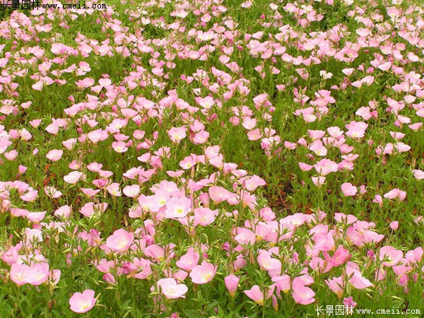 月見(jiàn)草 月見(jiàn)草