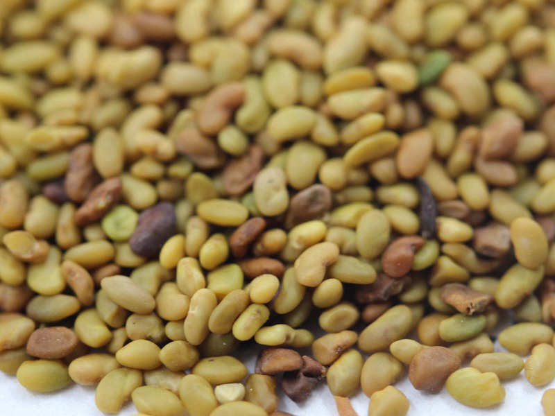 國產(chǎn)苜蓿種子 國產(chǎn)苜蓿種子