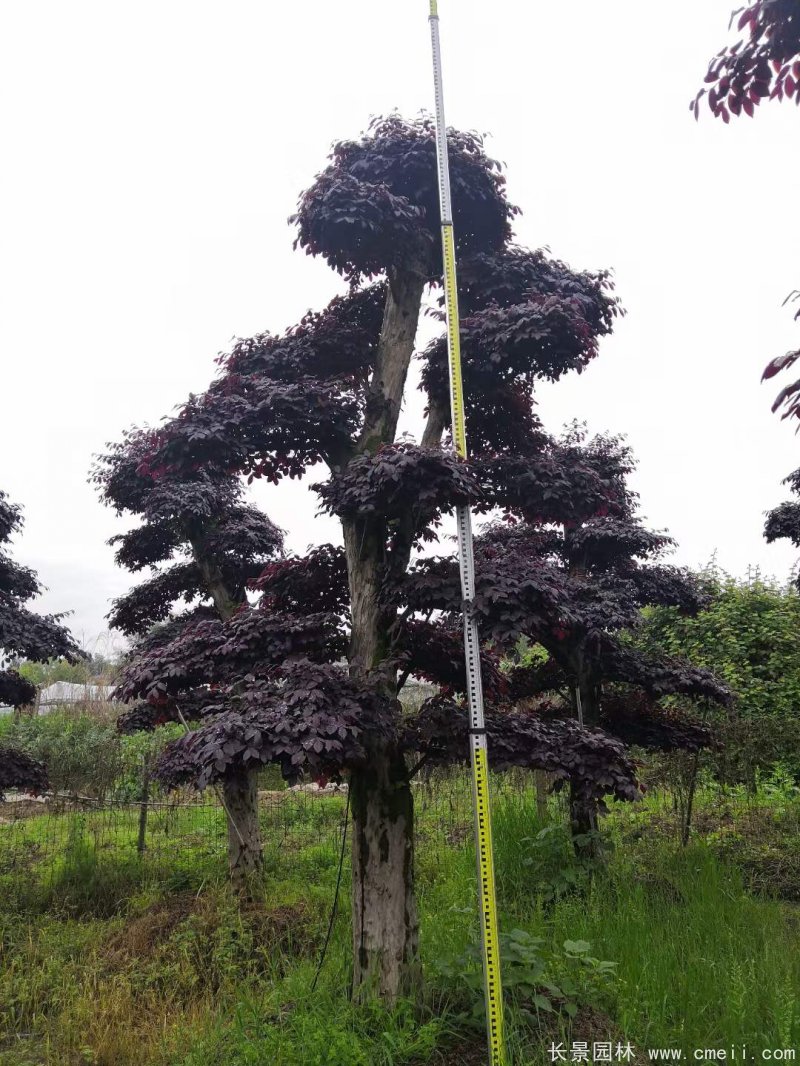 造型紅花繼木 造型紅花繼木