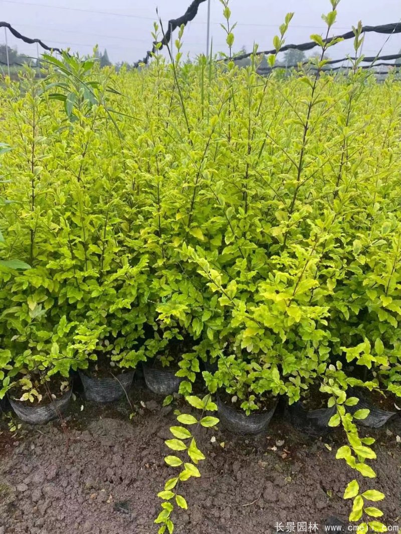 亮晶女貞 亮晶女貞