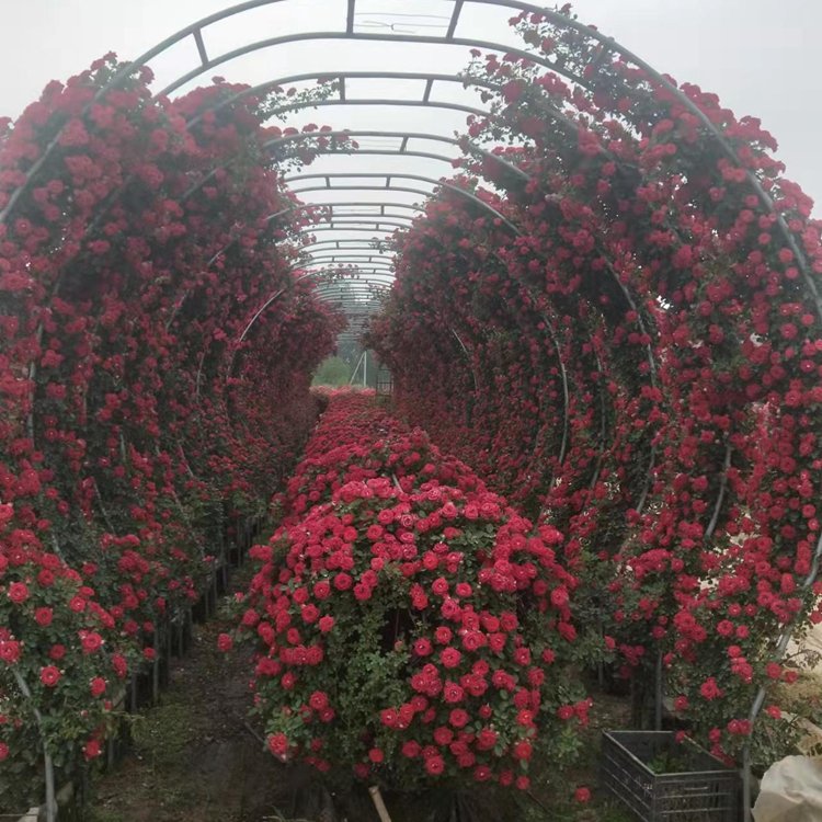 月季拱門月季拱門 來自長(zhǎng)景園林 月季拱門月季拱門 來自長(zhǎng)景園林